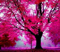 Image result for Pink Full Screen Colors