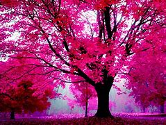 Image result for Pink Monitor Wallpaper