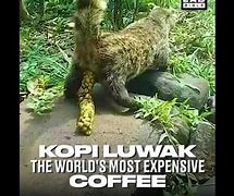 Image result for Most Expensive Coffee Poop