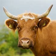 Image result for Bull Cattle Head