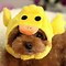 Image result for Cute Dog PFP with Hat