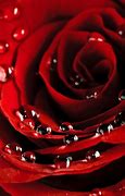 Image result for iPhone 11 Roses Background