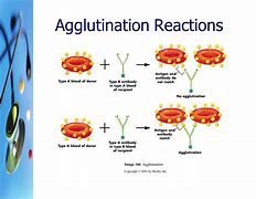 Image result for aglutinins