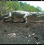 Image result for Saltwater Crocodile in Key West