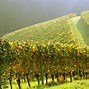 Image result for Aesthetic Vines Wallpaper