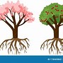 Image result for How to Grow an Apple Tree