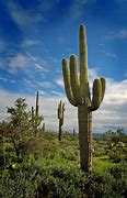 Image result for American Desert Cactus