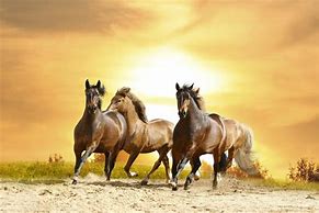 Image result for Cool Horse Wallpapers