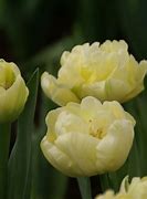 Image result for Tulipa Verona