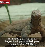 Image result for Biggest Lizard in the World Compared to Human