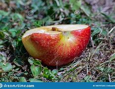 Image result for Apple Sliced in Half