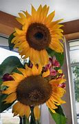 Image result for Sharp Solar Panel Sunflowers