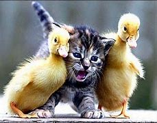 Image result for Funny Babies and Animals