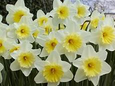 nomi di fiori bianchi tutti i nomi dei fiori bulbi nomi fiori nomi di fiori bianchi tutti i nomi dei fiori bulbi nomi fiori