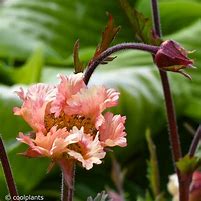 Geum Flames of Passion に対する画像結果