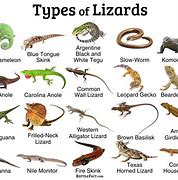 Image result for Lizard Family