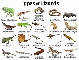 Image result for Types of Lizards in the UK