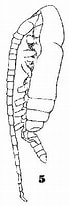 Image result for "subeucalanus Monachus". Size: 69 x 206. Source: copepodes.obs-banyuls.fr