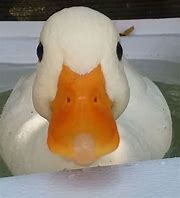 Image result for Duck in Camera Meme