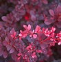 Image result for Berberis thunbergii Rose Glow