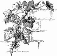 Image result for Flowering Ivy Vines