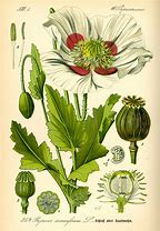 Image result for Simple Line Drawing Botanical