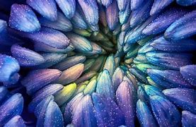 Image result for Abstract Macro Flower Photography