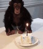 Image result for Birthday Monkey Celebrating GIF