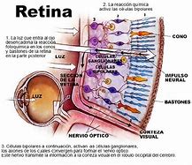 Image result for La Retina