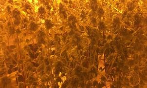 Image result for Mold On Marijuana Plants Bud