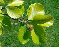 Image result for Fagus sylvatica Zlatia