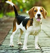 Image result for Pictures of Beagle Dogs