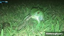 Image result for Frog Eating Bat