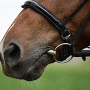 Image result for Straight Bits for Horses