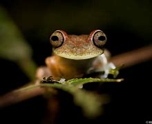 Image result for South American Tree Frog