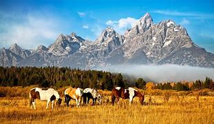 Image result for Appalachian Horse