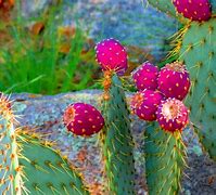 Image result for Pretty Cactus