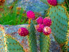 Image result for Pics of Cactus