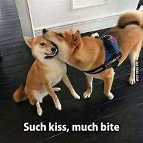 Image result for Doge Now Kiss Meme