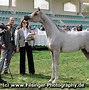 Image result for Kadir Arabian Stallion