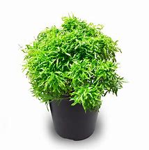 Image result for aralia