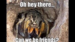 Image result for Spider Memes