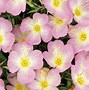 Image result for Bright Flower Wallpaper