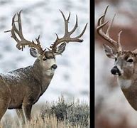 Image result for Whitetail Mule Deer