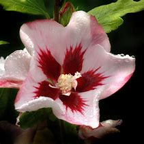 Bildergebnis für Hibiscus syriacus Hamabo