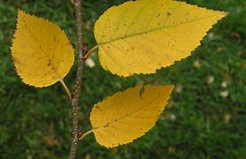Image result for Adult Leaves