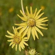 Image result for Silphium laciniatum