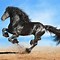 Image result for Expensive Horse Breeds