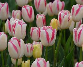 Tulipa Graceland 的圖片結果