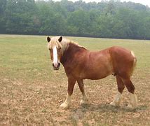 Image result for Rideable Horse Toy